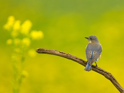 Merlebleu de L'Est (femelle) / Eastern Bluebird (female)