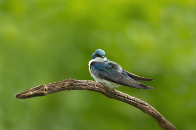 Hirondelle Bicolore / Tree Swallow