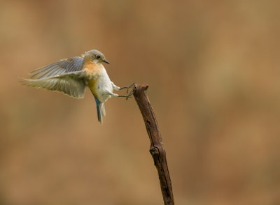 Merlebleu de LEst (femelle) / Eastern Bluebird (female)