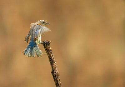 Merlebleu de L'Est (femelle) / Eastern Bluebird (female)