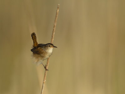 Troglodyte des Marais / Marsh Wren