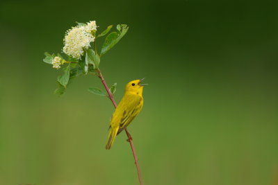 Paruline jaune / Yellow warbler