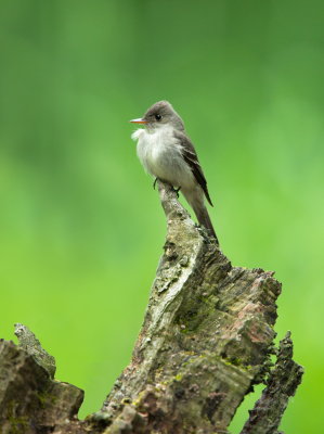 Pioui de l'est / Eastern Wood Pewee