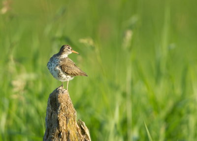 Chevalier Grivel / Spotted Sandpiper