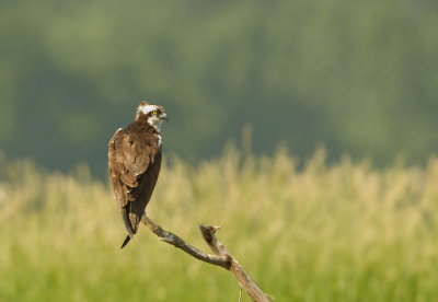 Balbuzard Pecheur / Osprey