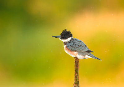 Martin-Pcheur d'Amerique /Belted Kingfisher