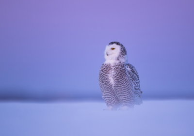 Harfang des neiges / Snowy owl