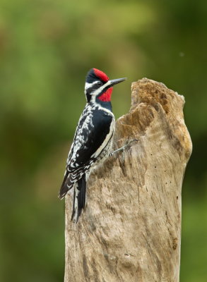 Pic Macul / Yellow-Bellied Sapsucker