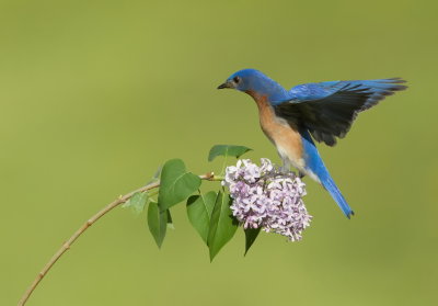 Merlebleu de L'Est  / Eastern Bluebird 