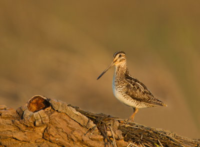 Becassine de Wilson / Wilson's Snipe