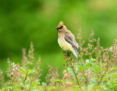 Jaseur D'Amerique / Cedar Waxwing