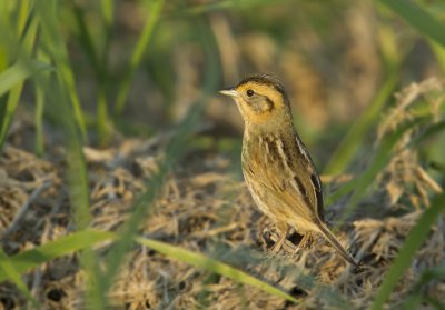 Bruant De Nelson / Nelson's Sharp-tailed Sparrow