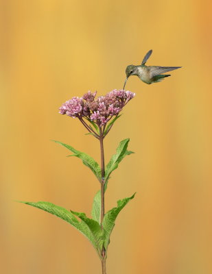 Colibris a gorge rubis (femelle) / Ruby-throated Hummingbird