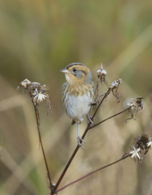 Bruant de Nelson / Nelson's Sparrow