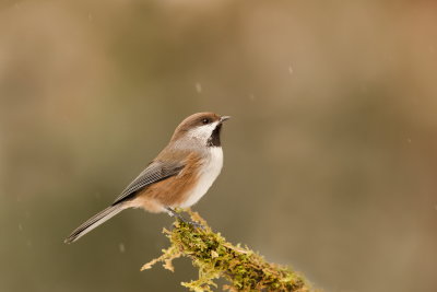 Mesange tete brune./ Boreal Chickadee