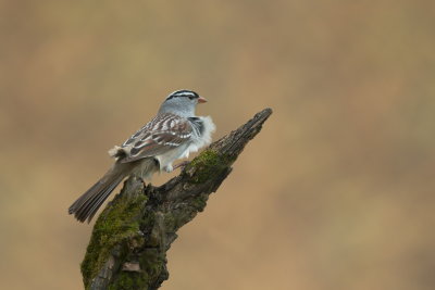 Bruant a couronne blanche / White-crowned Sparrow
