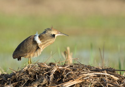 Butor D'Amrique / American Bittern