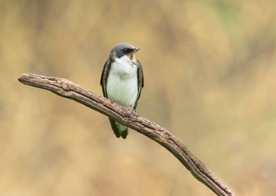 Hirondelle Bicolore (immature) / Tree Swallow 