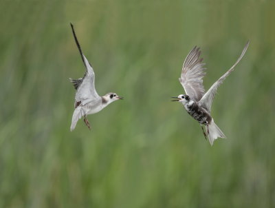 Guifette noire / Black Tern