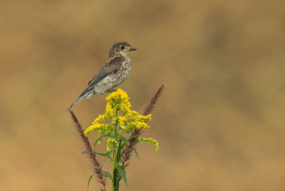 Merlebleu de L'Est  / Eastern Bluebird 