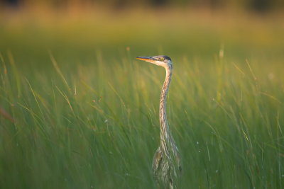 Grand Heron Bleu / Great Blue Heron