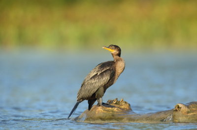 Cormoran a aigrettes / Double-crested Cormorant