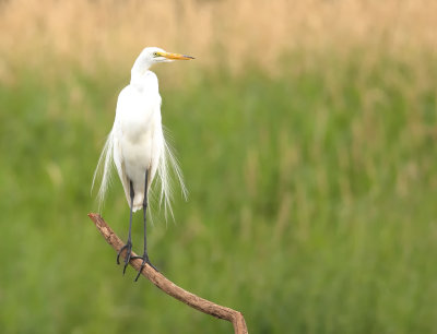 Grande aigrette / Great egret