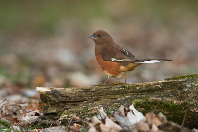 Tohi a flanc roux (femelle) / Eastern Towhee