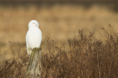 Harfang des neiges / Snowy owl