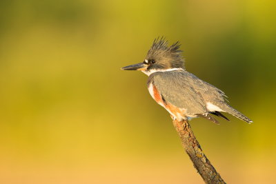 Martin-pcheur dAmrique/ Belted Kingfisher