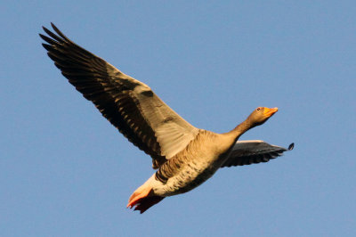 Goose.jpg