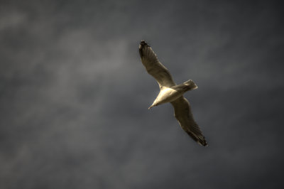 Shitehawk on the wing.jpg