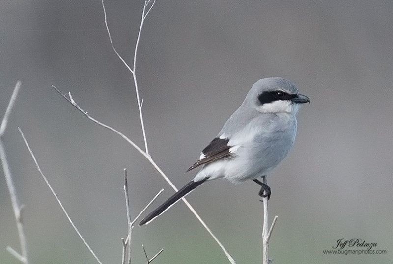 Loggerhead  Shrike