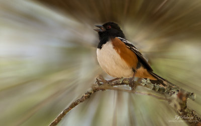 Singing Spotted Towhee