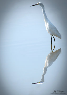 Egret reflecting on the water