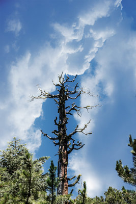 Dead Tree With Beautiful Clouds In Background.