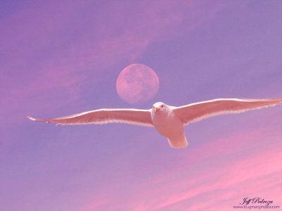 Seagull's  Night Flight