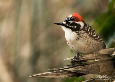 Nuttell's Woodpecker