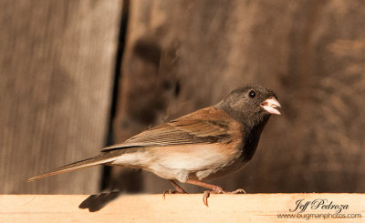 Dark- Eyed Junco