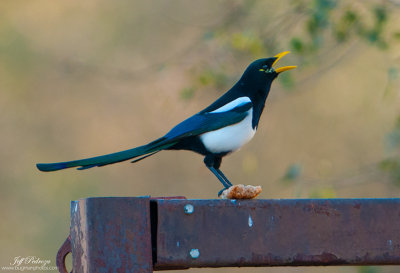 Yellow-Billed Magpie
