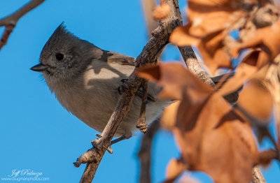 Oak Titmouse