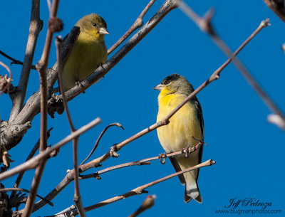 Pair of Lesser Goldfinches