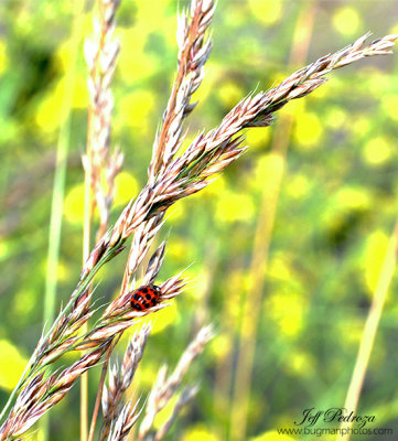 Backyard Ladybug