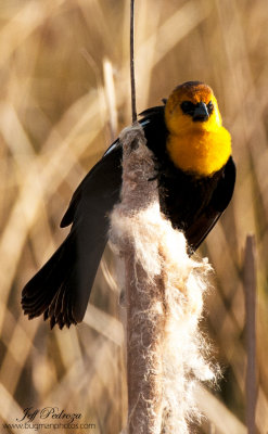 Yellow-Headed Blackbird