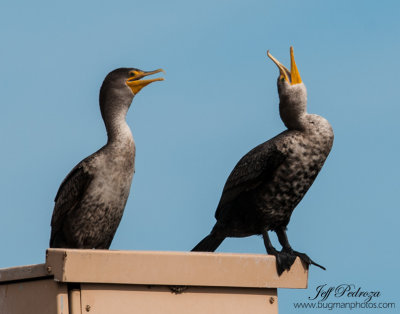 Double-crested Cormorant - Having A Laugh!