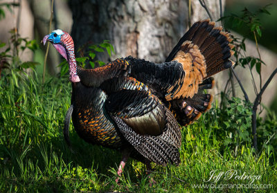 Male Turkey 