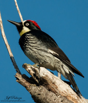 Acorn Woodpecker