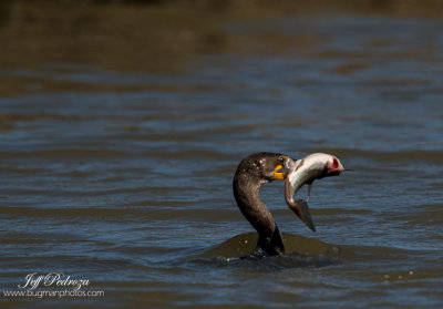 Cormorants