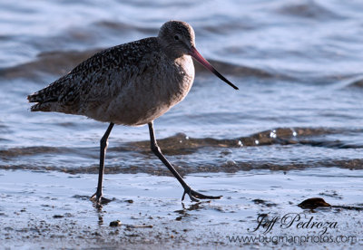 Willet at the ocean