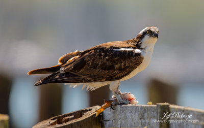 Osprey - Eating lunch!